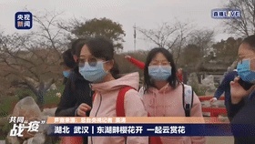 武大内、东湖畔！樱花开了！