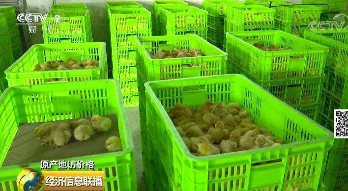 记者调查：鸡肉价格怎么走 还能愉快地吃鸡否?