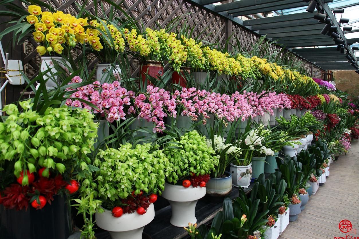 惠享济南文旅 畅游泉城新春济南文旅集团新年系列活动邀请市民游客欢天喜地过大年