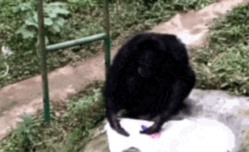 厉害了！大学老师训练公鸡弹琴：会弹《童话》和《我和我的祖国》