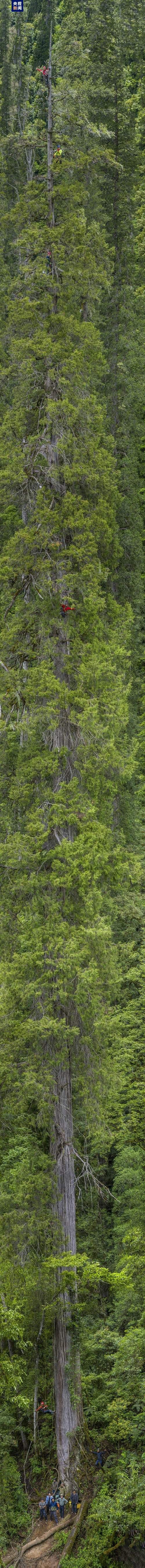 藏南柏木巨树群落综合科考完成 发布2棵巨树等身照