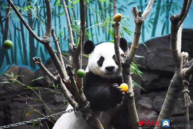 宠上天！山东熊猫花名册，欢迎来看！