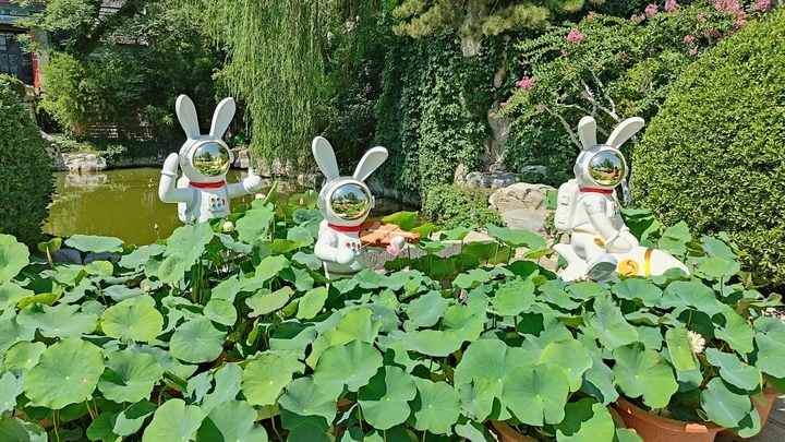 荷花盛开 玫好自来！济南第37届荷花艺术节开幕