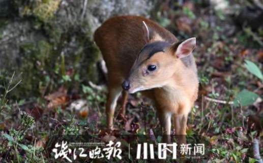 他与小黄麂同框视频上热搜背后故事温柔又治愈