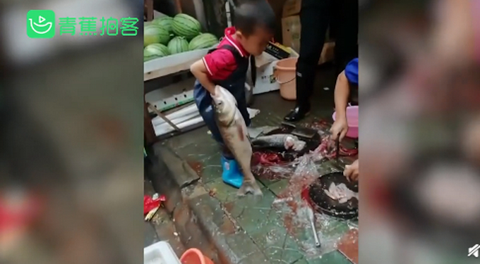 小朋友杀鱼去鳞手法熟练一气呵成！网友：再不开学可以继承父业了