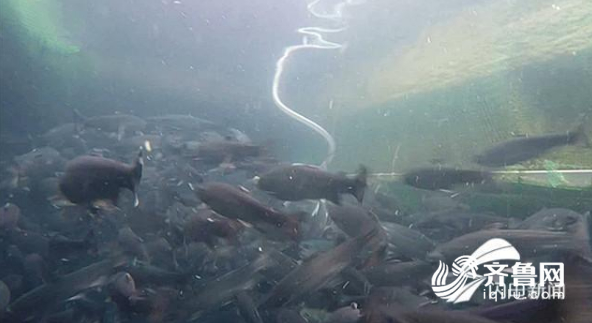 这就是山东｜抗得住台风，防得了鲨鱼！揭秘世界最大深海渔场“深蓝1号”