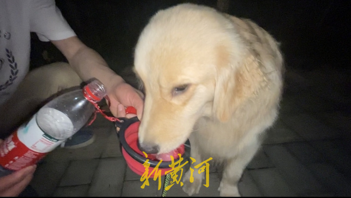 深夜遛狗人：手握犬绳感受宠物陪伴的温暖