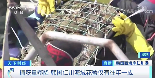 一公斤近300元！这种普通海鲜，为何突然身价飙升？