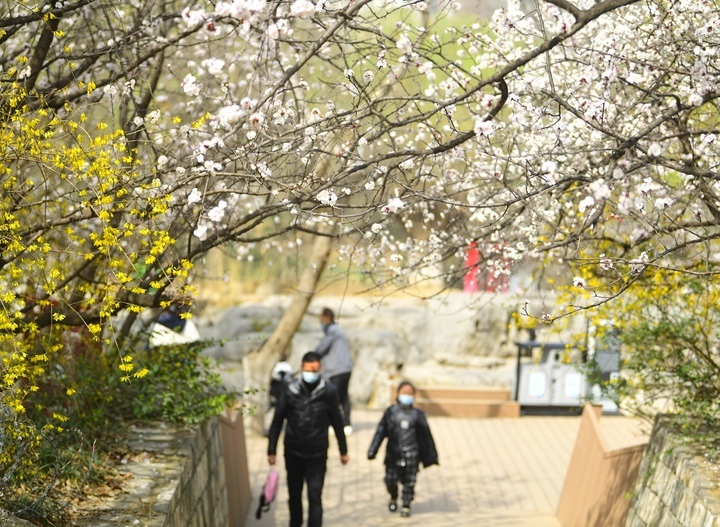 赏花看景两相宜，腊山河畔春色美
