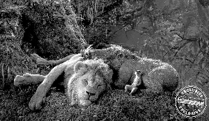 皮卡丘来了 把二次元萌物拉进真实世界有多不容易？