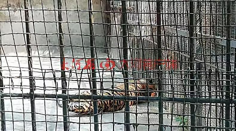 事发原阳，马戏团表演时出逃的幼虎死了……