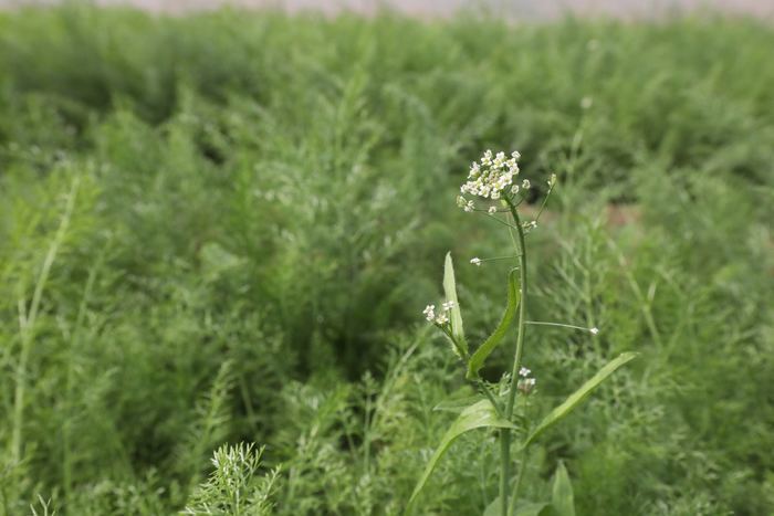 【春耕进行时（四）】章丘区张家林村以现代农业实现精准扶贫有效对接