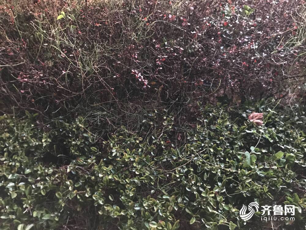 山东多地迎来小雨 今夜到明天鲁西北、鲁中及半岛阴有小雨