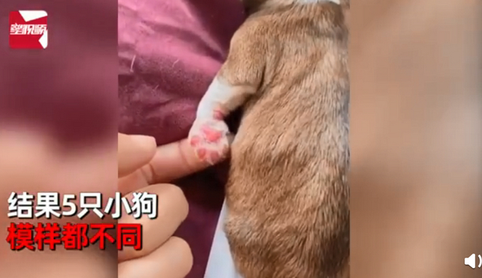 柯基犬意外怀孕找不着孩子他爸生下来5只小狗竟然5个品种