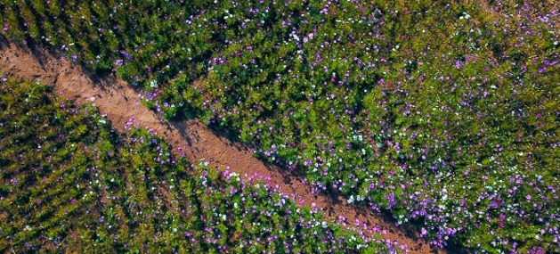 【飞阅泉城】沉醉于格桑花海 港沟蟠龙秋景美不胜收