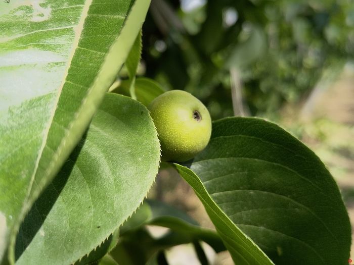 打造北方种业之都正逢其时 “商量”调研济南优势和底气