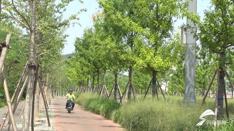 济南CBD打造独特景观！绿化大规模种植“变色”色叶树娜塔栎