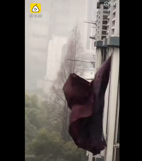武汉宠物猪独自在家坚守两个月 瘦的肚子都没了