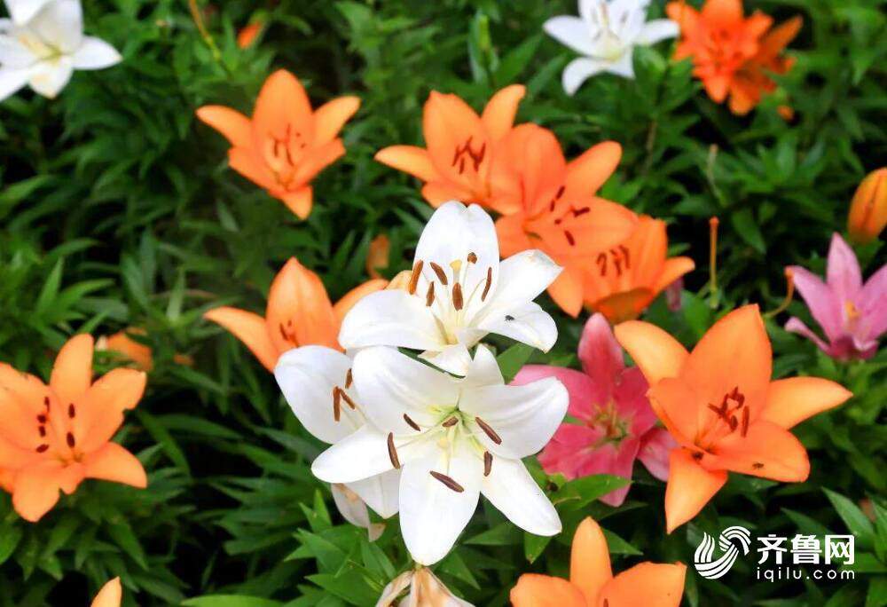 免票入园!济南这个4A景区化身花海 还有这些地方少去一个都可惜