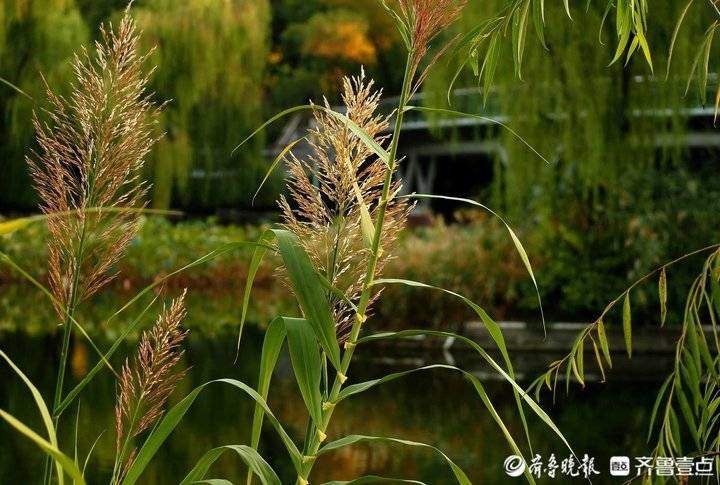 霜降时节济南市民扶老携幼出门休闲，在阳光下尽享晚秋的美丽