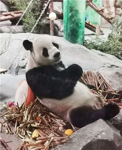 4只大熊猫到这个地方安家落户！9月16日与游客见面