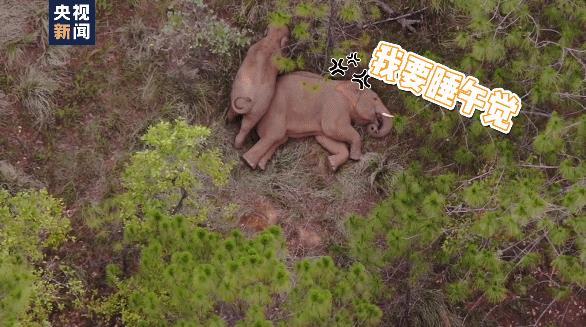 扭屁股、蹭蹭蹭……小象花式撒娇阻拦象妈妈午休