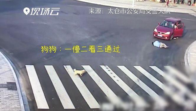 讽刺！男子没走斑马线被撞翻 狗狗现场教学：看我怎么过马路 