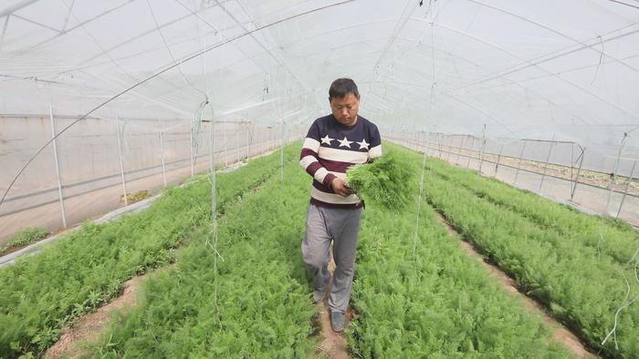 【春耕进行时（四）】章丘区张家林村以现代农业实现精准扶贫有效对接