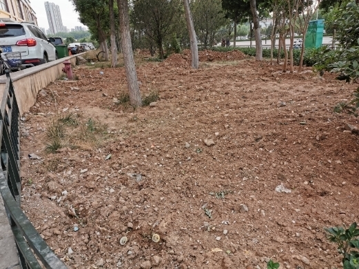 【啄木鸟在行动】烟台路、淄博路交叉口以东路南花坛内黄土裸露
