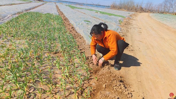 杨哥杨嫂，泉水人家新红人开创大蒜品牌时代～创意蒜样要哪款你说了“蒜”！