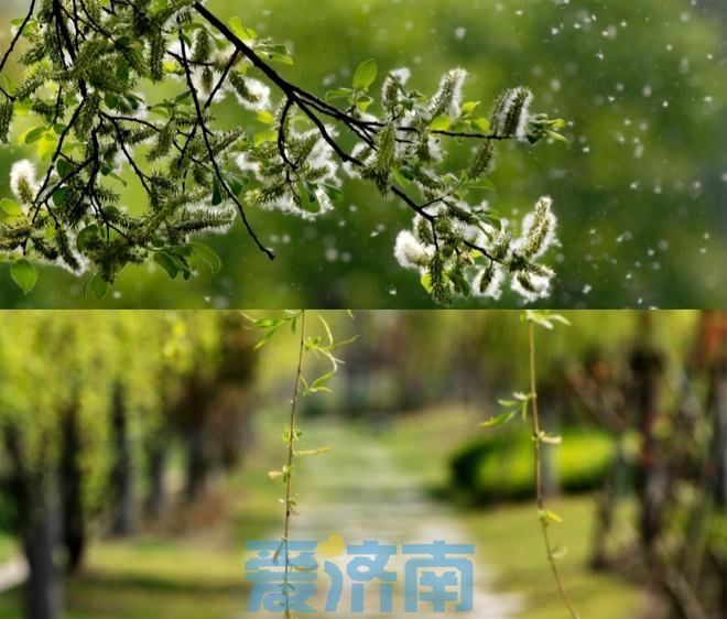 济南发布最新飘絮预报：每日10时至16时，这些区域请注意