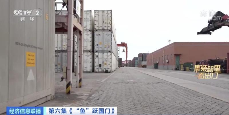 来水产品出口大省山东，看一条鲅鱼的出海之旅