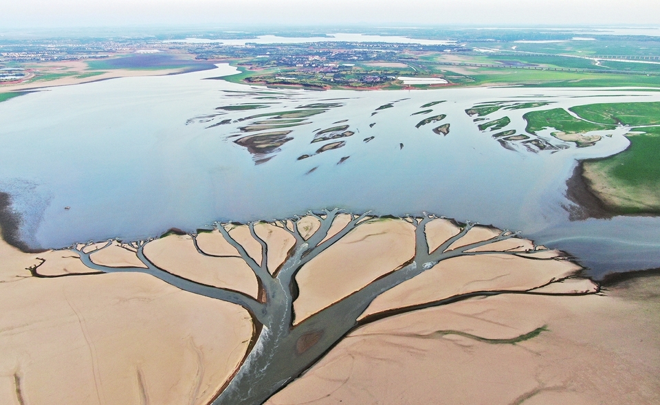 鄱阳湖水位下降惊现“大地之树”