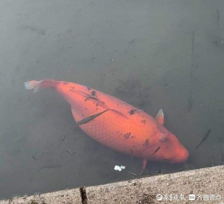 专家揭秘济南“猪鲤plus版”：怀孕了！