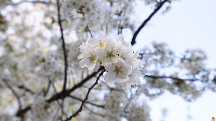 【飞阅泉城】烟花三月 五龙潭泉花相映