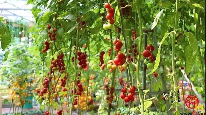 泉水人家于禄海深藏大山20年 拓荒5400亩建“天然氧吧”