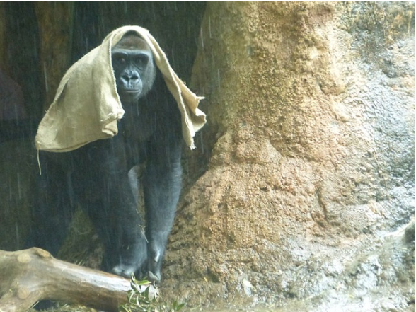 母猩猩一下雨就把麻袋披头上 网友惊呼：进化了！