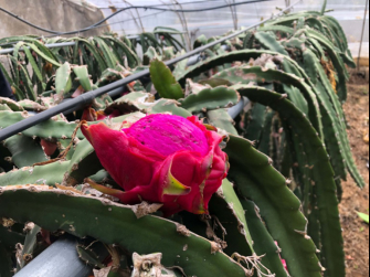 【决胜2020】山东济宁：小蘑菇带来大财富，从“落后贫困”到“世外桃源”