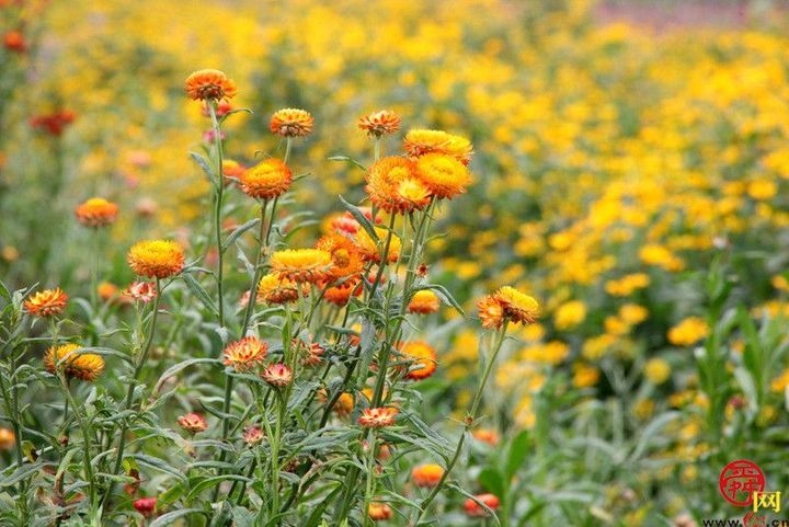山东文旅集团托管 济南“紫缘香草园”焕新升级济南“花 young park”