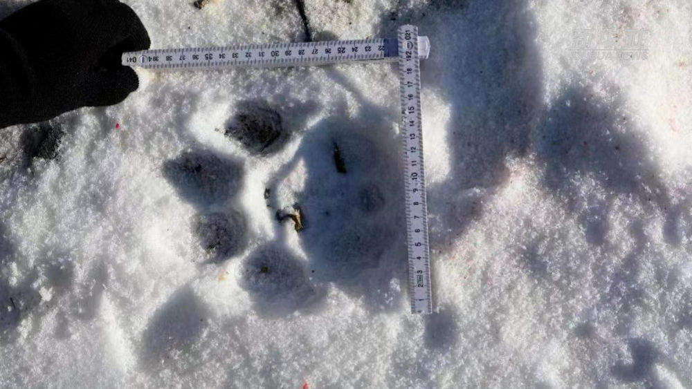 虎能吃豹吗？我国首次发现虎捕杀豹现象