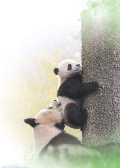 大熊猫野化放归，都要上啥“培训课”？