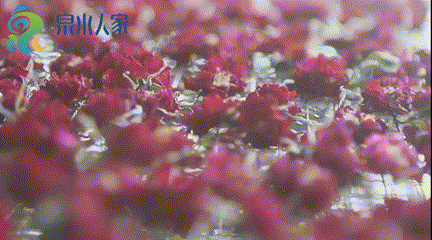 泉水人家发明用大缸“腌”鲜花，一“腌”就是360天，这份甜蜜醉了