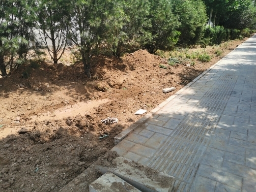 【啄木鸟在行动】日照路绿化带内黄土松散裸露