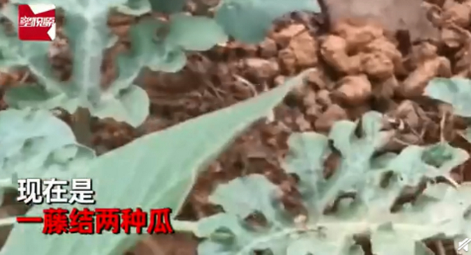 【吃瓜】济南一男子买西瓜种子却长出黄瓜 然而更惊喜的还在后面