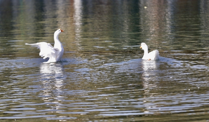 冬日百花洲水天一色