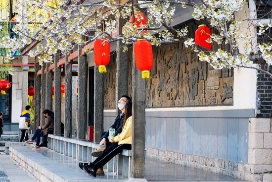 五龙潭的早樱开啦!想赏花的市民记得先网上预约