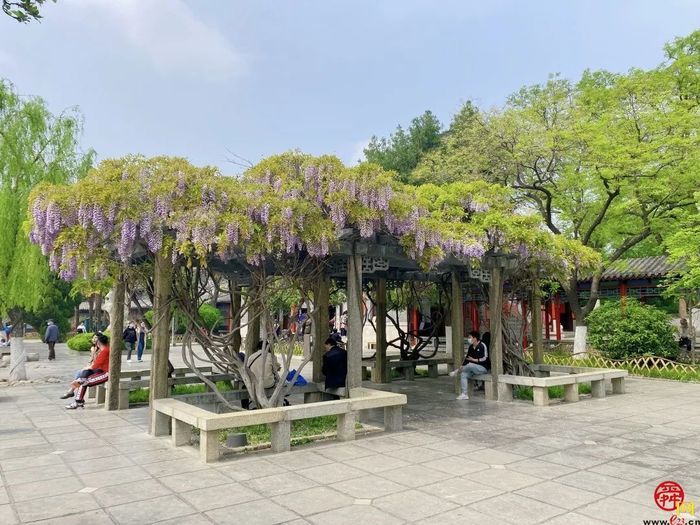 四月来济南一起走花路！打卡赏花路线get