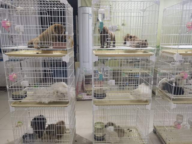 宠物狗价格下降三分之一？记者实探宠物市场“买得不多，逛得多”