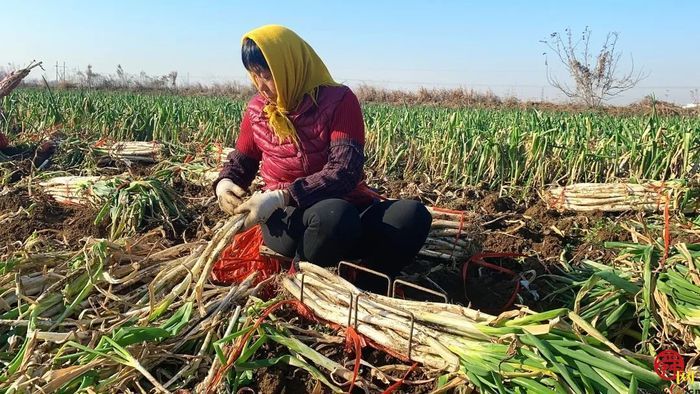 担子挑了19载 实力认证“名招牌” 章丘大葱2600余年还是那个味儿…