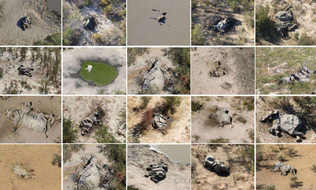 非洲350头大象接连离奇死亡|心痛!非洲350头大象接连离奇死亡 是否为未知病毒感染亟待调查